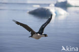 Antarctische Aalscholver (Phalacrocorax bransfieldensis)