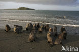 Antarctische pelsrob (Arctocephalus gazella)