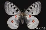 Apollovlinder (Parnassius apollo) 