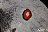 Apollovlinder (Parnassius apollo) 