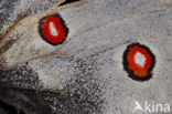 Apollo (Parnassius apollo) 