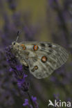 Apollovlinder (Parnassius apollo) 