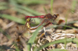 Bandheidelibel (Sympetrum pedemontanum) 