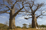 Baobab (Adansonia digitata)