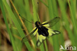 Yellow and black winged Ascaphalid (Libelloides longicornis)