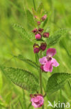Bastaardmelisse (Melittis melissophyllum)