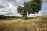 Berk (Betula)