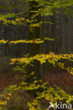 Beech (Fagus sylvatica)