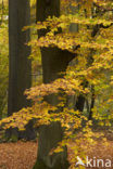 Beech (Fagus sylvatica)
