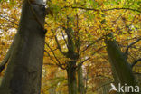 Beech (Fagus sylvatica)