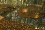 Beech (Fagus sylvatica)