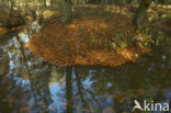 Beech (Fagus sylvatica)