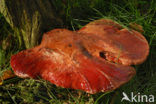 Biefstukzwam (Fistulina hepatica)