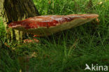 Biefstukzwam (Fistulina hepatica)