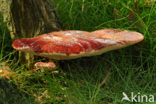 Beefsteak Fungus (Fistulina hepatica)