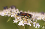 Bladwesp (Tenthredo omissa)