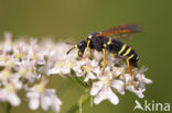 Bladwesp (Tenthredo omissa)