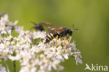 Bladwesp (Tenthredo omissa)