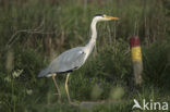 Blauwe Reiger (Ardea cinerea)