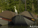 Grey Heron (Ardea cinerea)