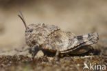 Blauwvleugelsprinkhaan (Oedipoda caerulescens) 