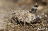 Blauwvleugelsprinkhaan (Oedipoda caerulescens) 