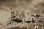 Blauwvleugelsprinkhaan (Oedipoda caerulescens) 