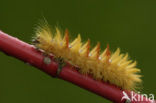 The Sycamore (Acronicta aceris)