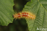 The Sycamore (Acronicta aceris)