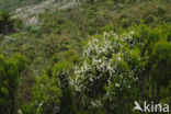 Tree Heather (Erica arborea)