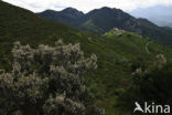 Tree Heather (Erica arborea)