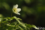 Wood Anemone (Anemone nemorosa)