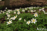 Bosanemoon (Anemone nemorosa)