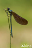 Bosbeekjuffer (Calopteryx virgo) 