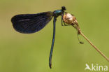 Bosbeekjuffer (Calopteryx virgo) 