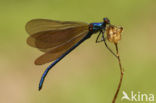 Bosbeekjuffer (Calopteryx virgo) 