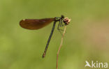 Bosbeekjuffer (Calopteryx virgo) 