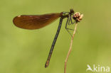 Bosbeekjuffer (Calopteryx virgo) 