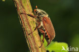 Bosmeikever (Melolontha hippocastani)