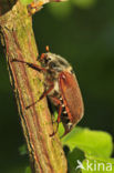 Bosmeikever (Melolontha hippocastani)