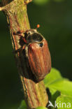 Bosmeikever (Melolontha hippocastani)