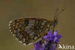 Bosparelmoervlinder (Melitaea athalia) 