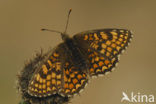 Bosparelmoervlinder (Melitaea athalia) 