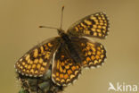 Heath Fritillary (Melitaea athalia)