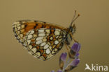 Heath Fritillary (Melitaea athalia)