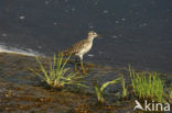 Wood Sandpiper (Tringa glareola)