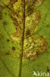 Braam (Rubus spec)