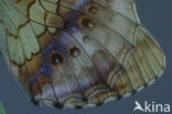 Braamparelmoervlinder (Brenthis daphne)