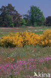 Broom (Cytisus scoparius)