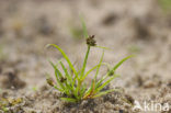 Bruin cypergras (Cyperus fuscus)